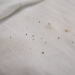 Erkennen floheier im bett: so entdecken sie floheier im schlafzimmer