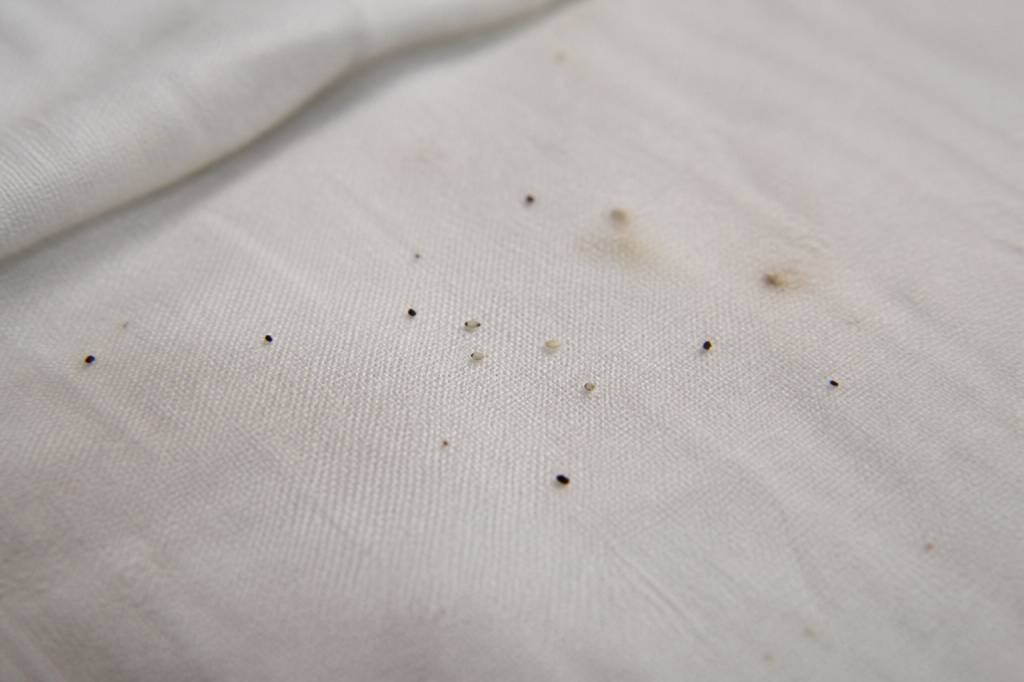 Erkennen floheier im bett: so entdecken sie floheier im schlafzimmer