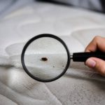 Floh im bett erkennen und wirksam bekämpfen