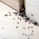 Ameisenarten erkennen und bekämpfen: die wichtigsten arten im überblick