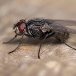 Fliegenarten übersicht: die wichtigsten arten und merkmale