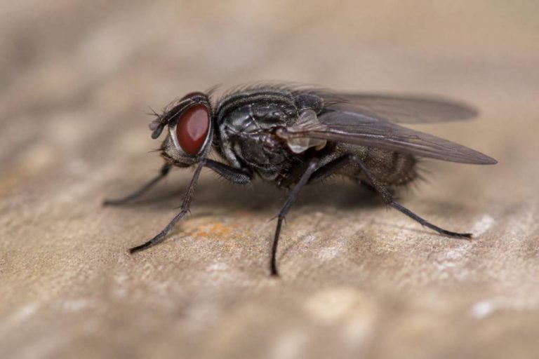 Fliegenarten übersicht: die wichtigsten arten und merkmale