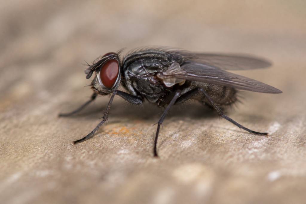 Fliegenarten übersicht: die wichtigsten arten und merkmale